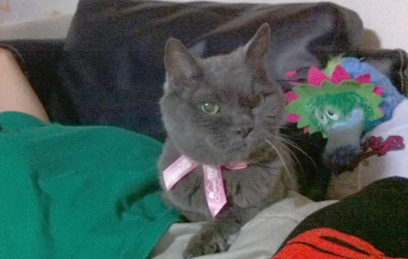 猫の匂い、腎不全の臭い