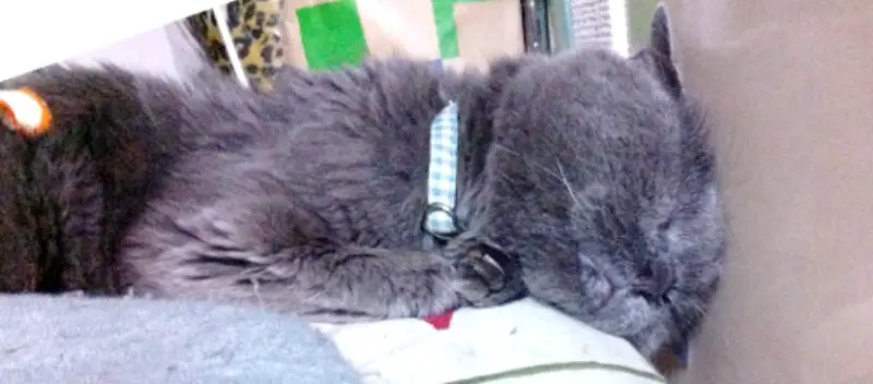 自分の病気より家族の病気の方がイヤ！！【腎不全療養生活初日】