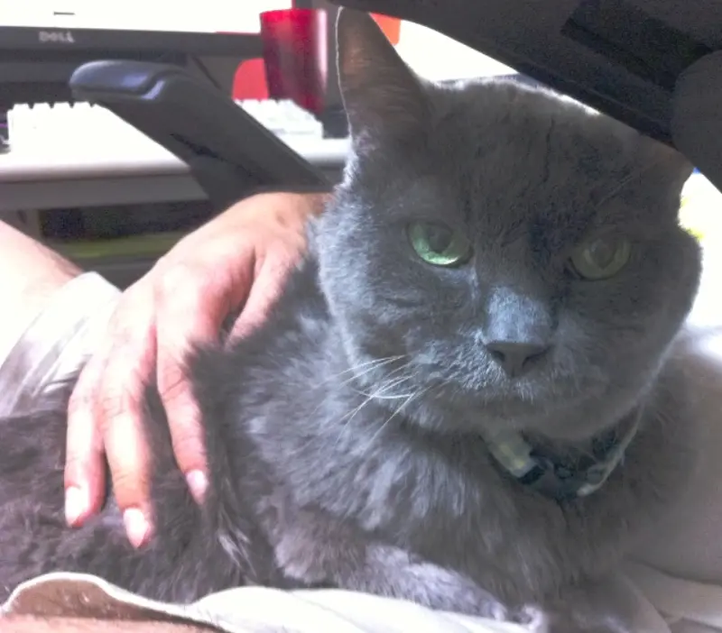 ワタシが通ってる動物病院の話（点滴通院にもささいな楽しみを見つけるマミ）