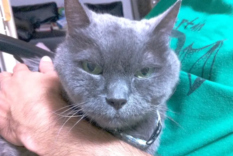 ワタシが通ってる動物病院の話（先生は動物好き？）