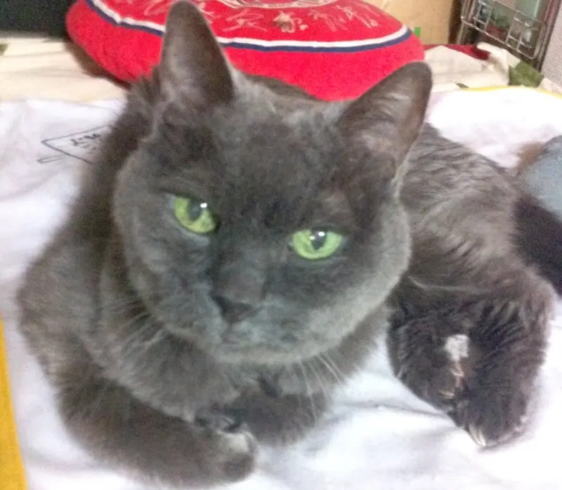 腎不全猫の点滴生活は、はっきり言って一進一退