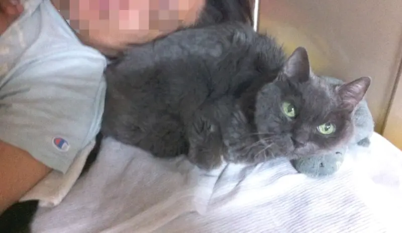 腎不全猫の看護生活メモは必須！