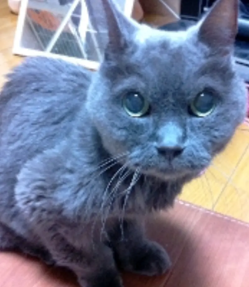 マミ心配しないで！ 目が見えなくてもおヒゲがあるよ(=ﾟ-ﾟ)ﾉ