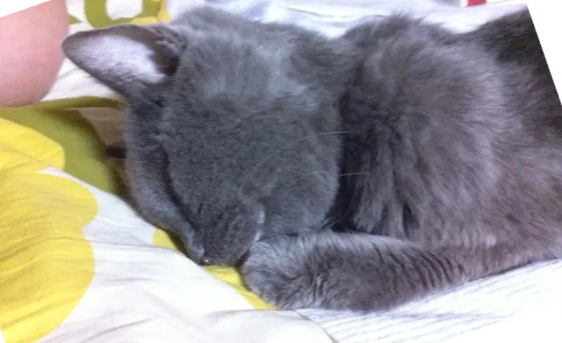 ワタシが通ってる動物病院の話（先生、ありがとう^^）