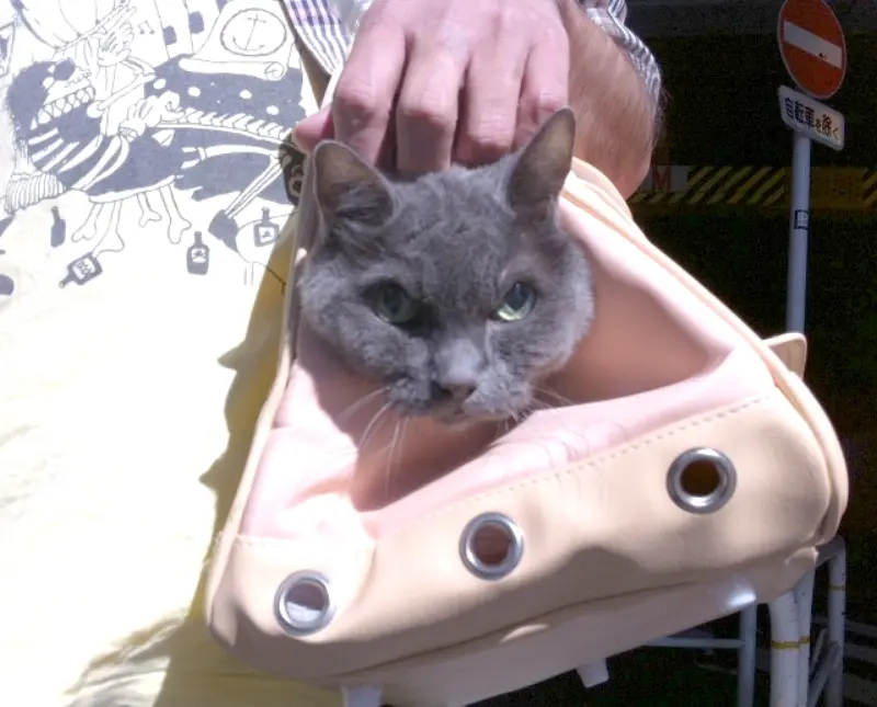 人間でも猫でも最後に決断するのは自分（と猫の場合はお父さん、お母さん）〜4回目の血液検査の結果