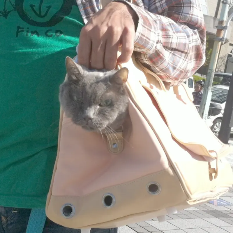 猫の腎不全でオシッコが出なくなってから〜腎不全猫の最期（1）