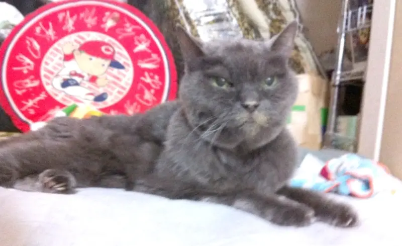 体調は悪くないんだけど、オシッコが出ニャい(=ｘェｘ=)