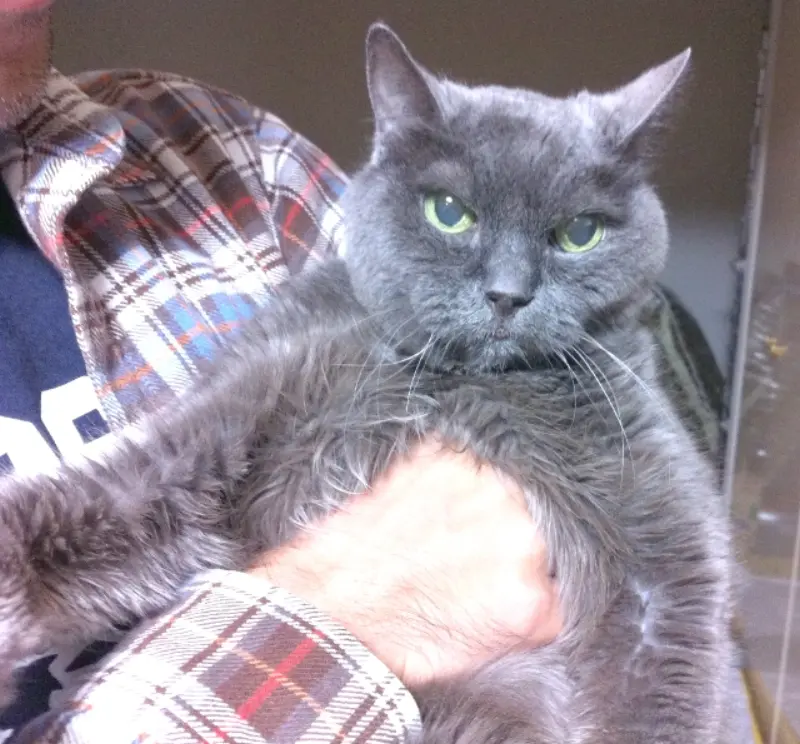 猫の腎不全でオシッコが出なくなってから〜腎不全猫の最期（2）