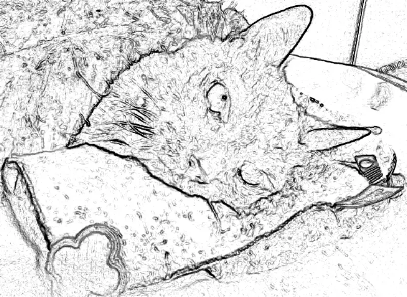 猫の腎不全でオシッコが出なくなってから（パピが泣いた日）〜腎不全猫の最期（3）