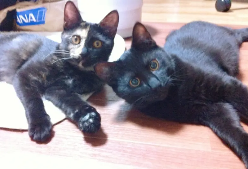 こんな可愛い顔した猫たちがお尻から瓜実条虫とは…