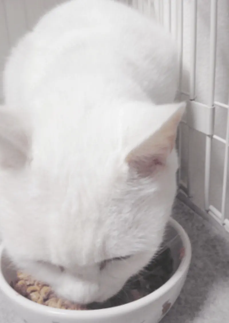 室内用ケージの中でぼそぼそとご飯を食べる千代ちゃん