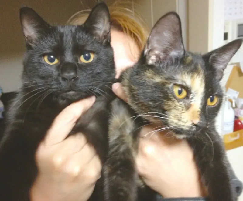 まだ二匹一緒に抱っこできた