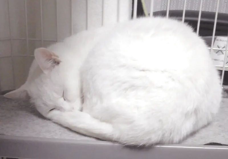 室内ケージの中で小さく丸まる千代ちゃん