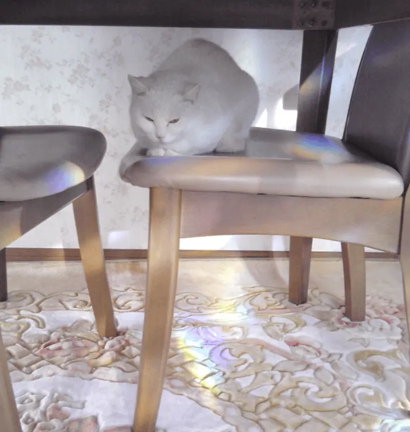 テーブルの下に収まった椅子の上で丸まる千代ちゃん