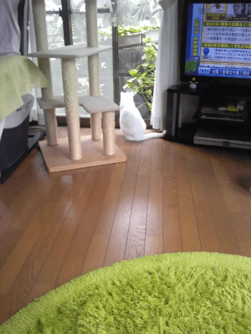 窓の外を眺める千代ちゃん