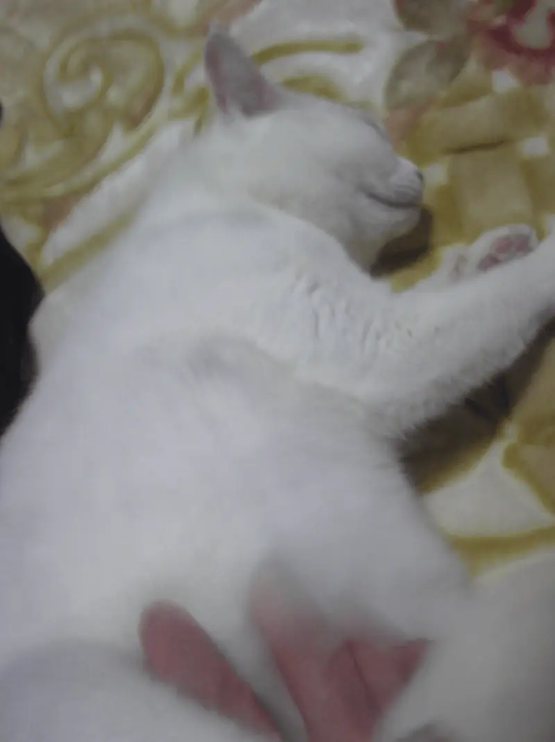 大人しく母に撫でられる千代ちゃん