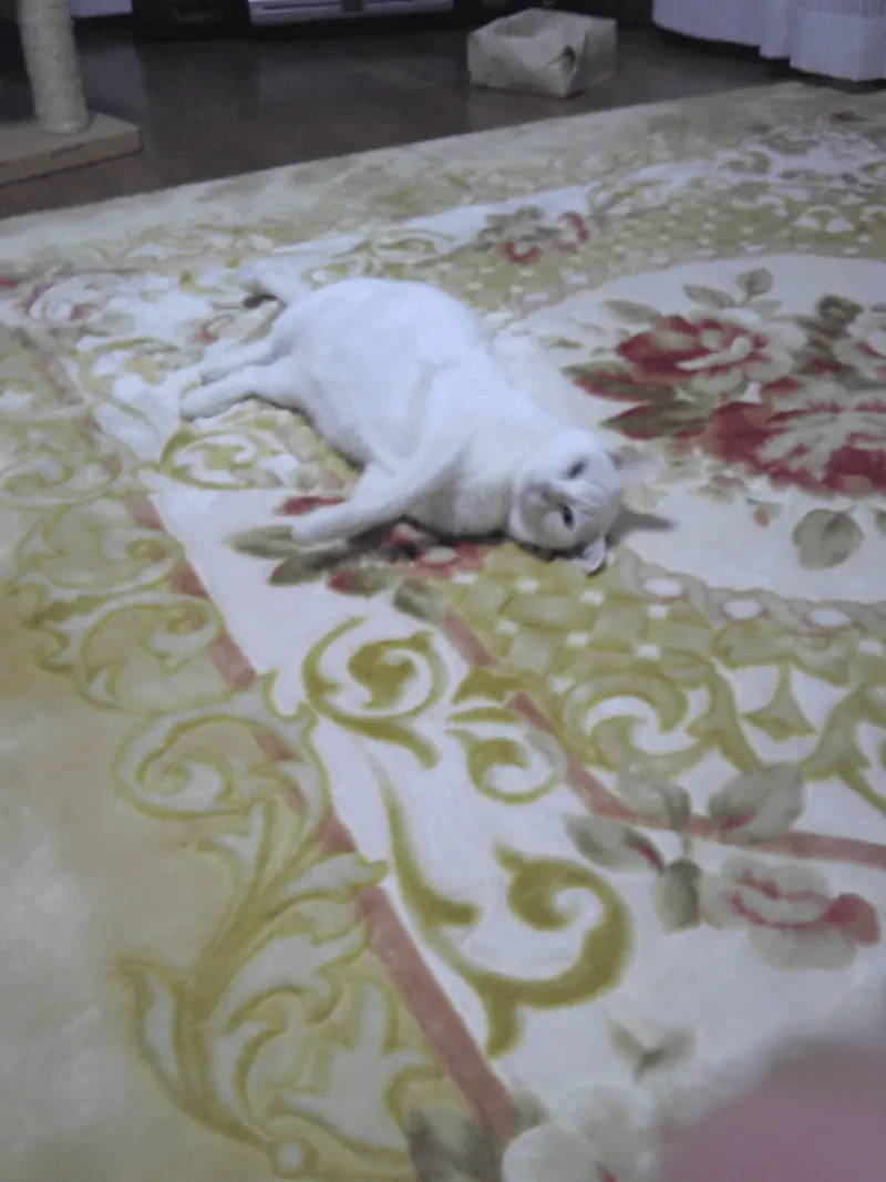 じゅうたんでゴロンとする千代ちゃん