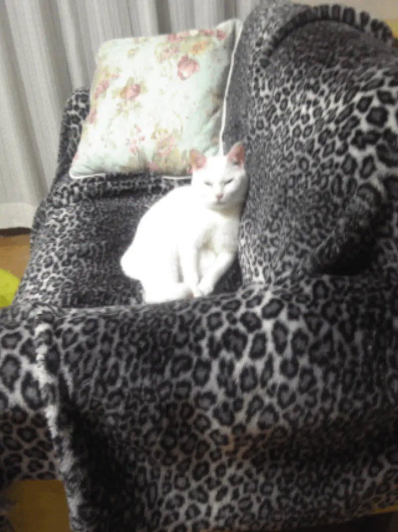 ソファにたたずむ千代ちゃん