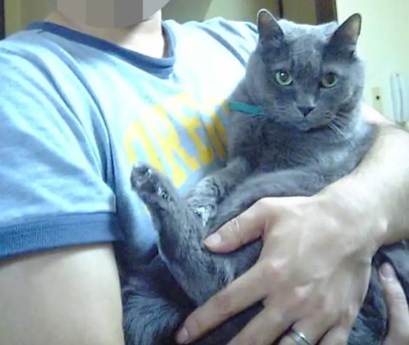 猫の口内炎と腎不全