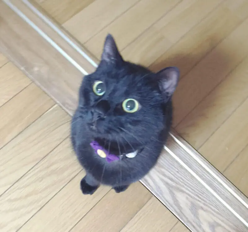 珍しいオモチャに鼻の穴全開で興奮する康太