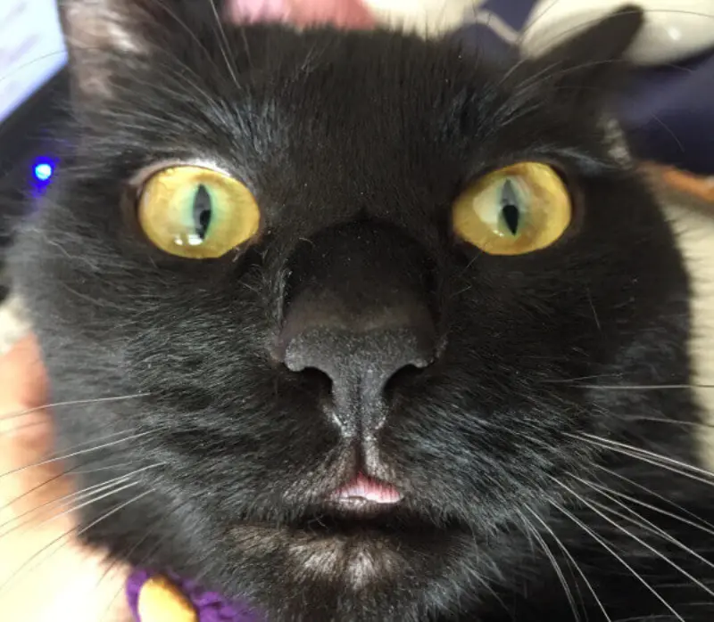 猫の便秘が治るまでの10日間