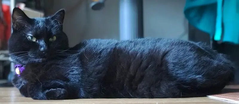 人間並にでかいウンコをする康太