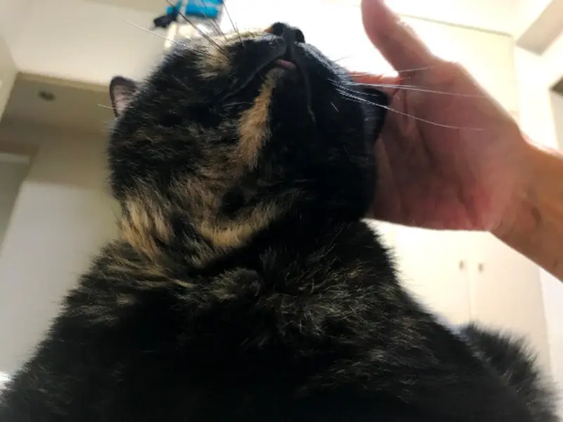 寝てる私の上に乗るさび猫エル