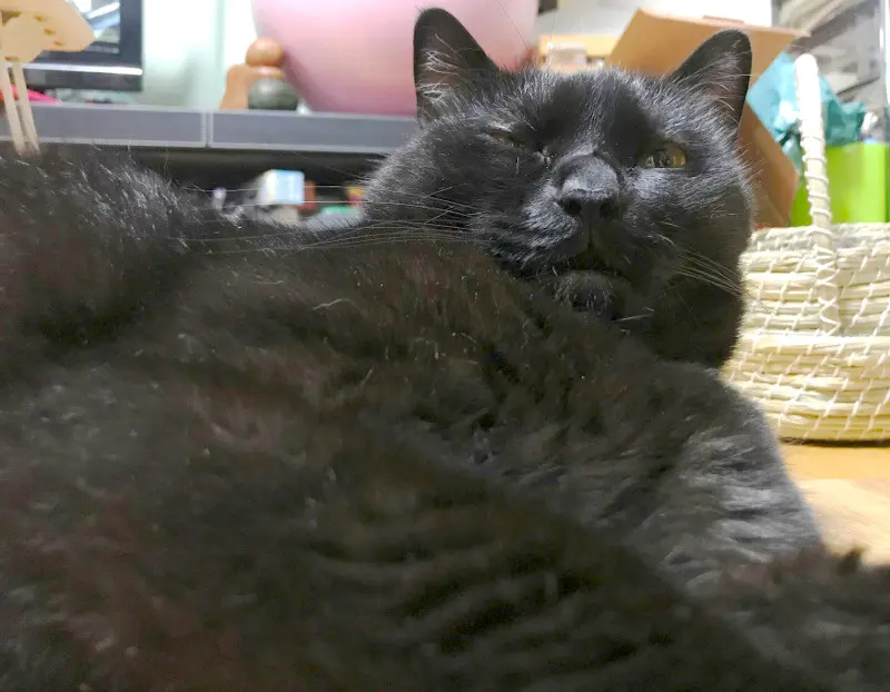 猫の便秘がひどくて部屋に粗相しまくるって知ってた？