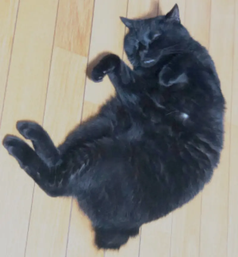 猫がご飯を食べてくれない！食欲ないときの餌のあげ方は？