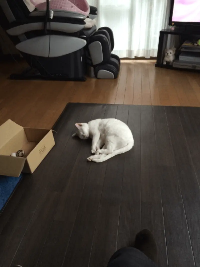 カーペットの上でお昼寝も