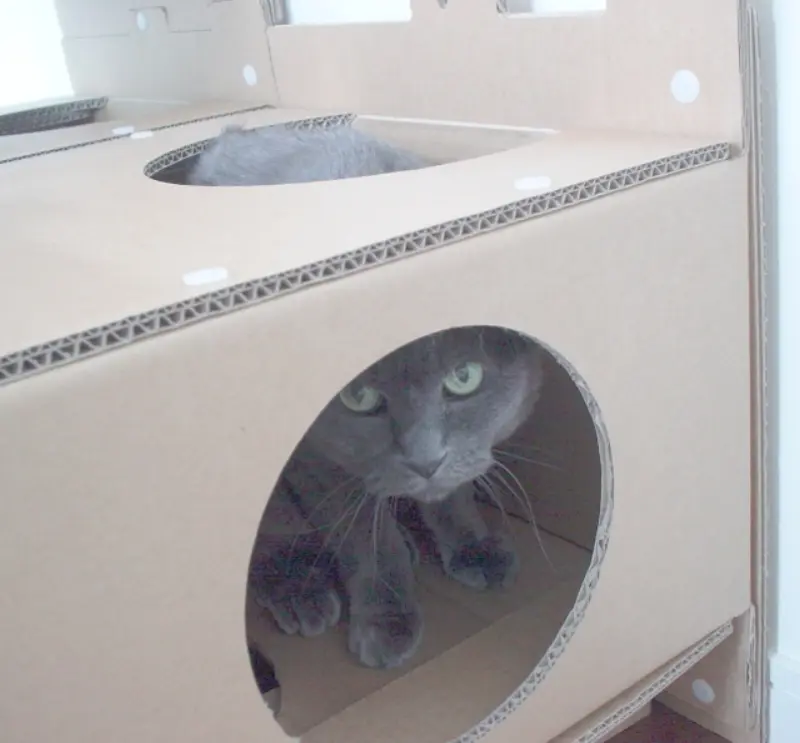 パピ達の頑張りの目安の血液検査の結果〜慢性腎不全の通院点滴生活