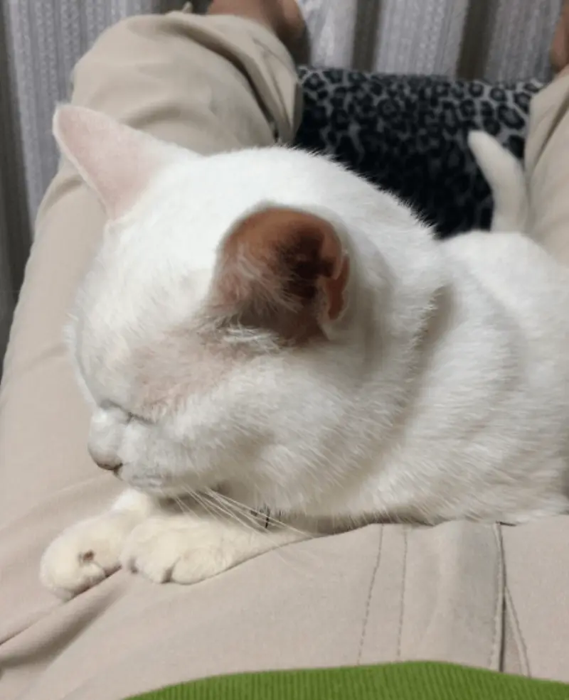 母の膝に乗って動かない千代ちゃん