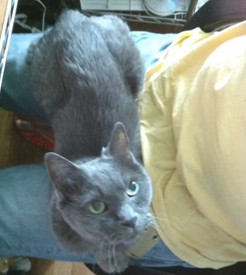 猫の寿命と長生き〜腎不全になってからどれくらい生きられるのか？