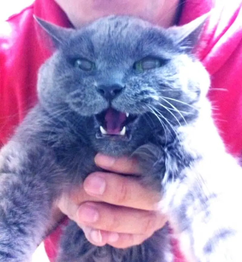 パピ、マミとお別した日〜腎不全猫の最期（4）