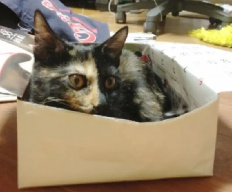 生後4〜5ヶ月の仔猫（雌猫）でも発情することはある