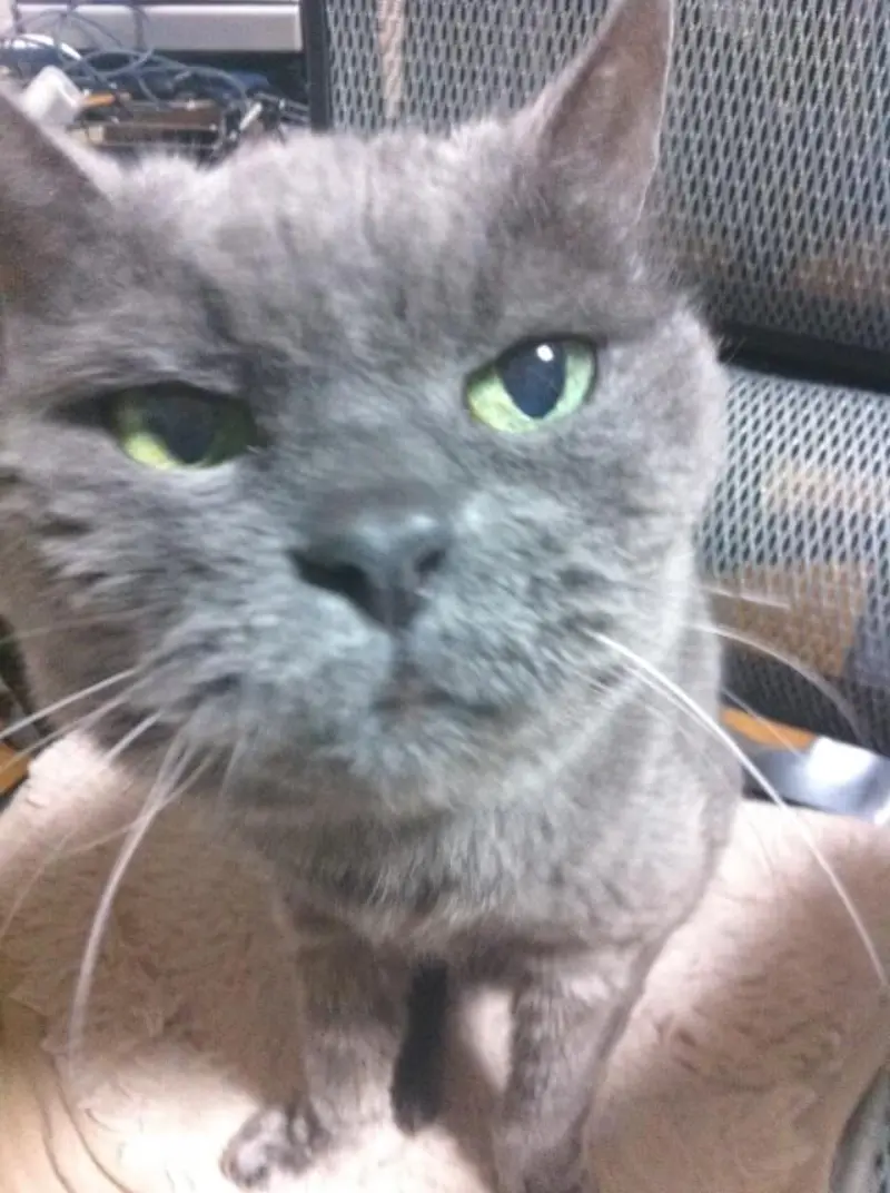 猫が腎不全で皮下点滴に通院すると費用はいくらくらいかかる？