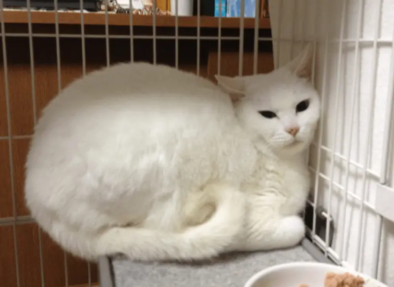 元野良の保護猫が人間との生活に慣れて家族になるまで〜なかなか仲良くなれない猫ちゃんに悩んでる方に