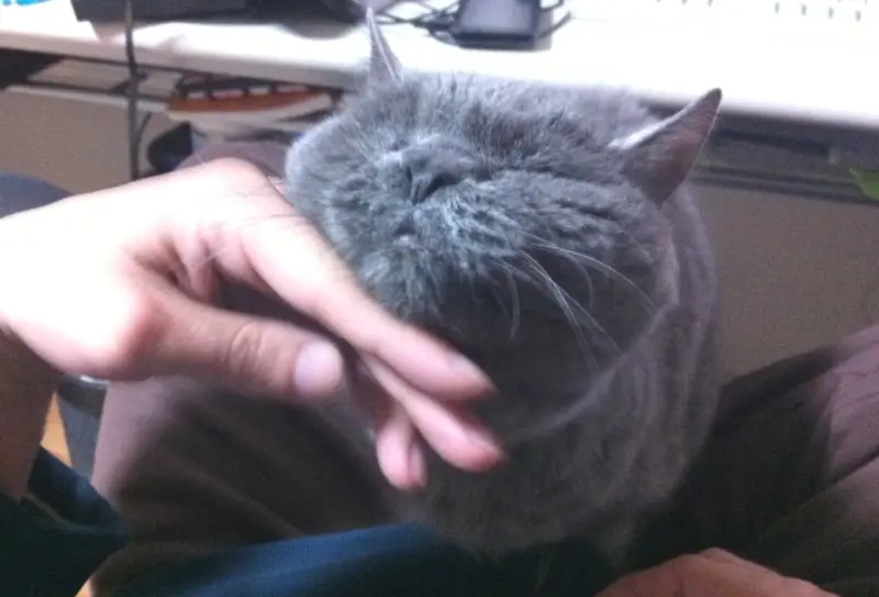 猫でも年を取ると食べ物の好みが変わる話