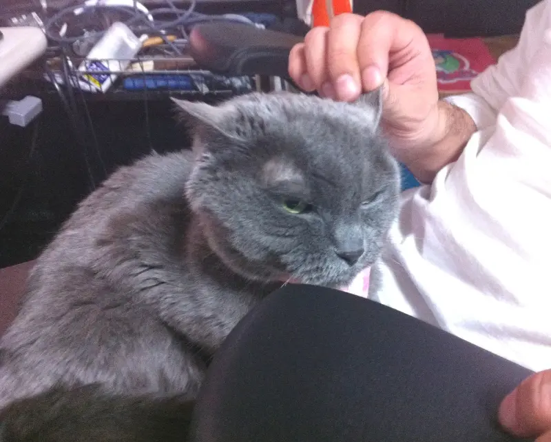 動物病院の思い出-2