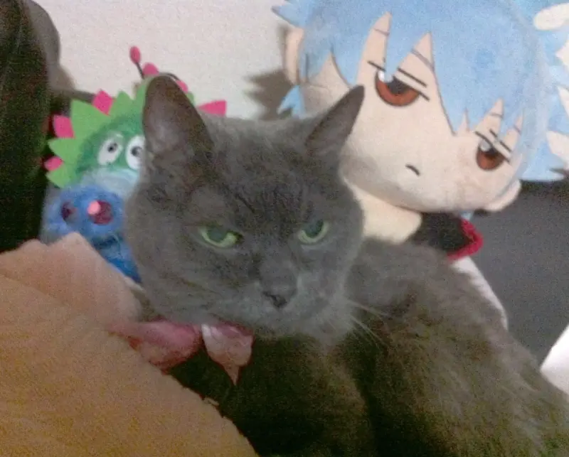 マミのタオルケットの上に乗って寛ぐワタシ