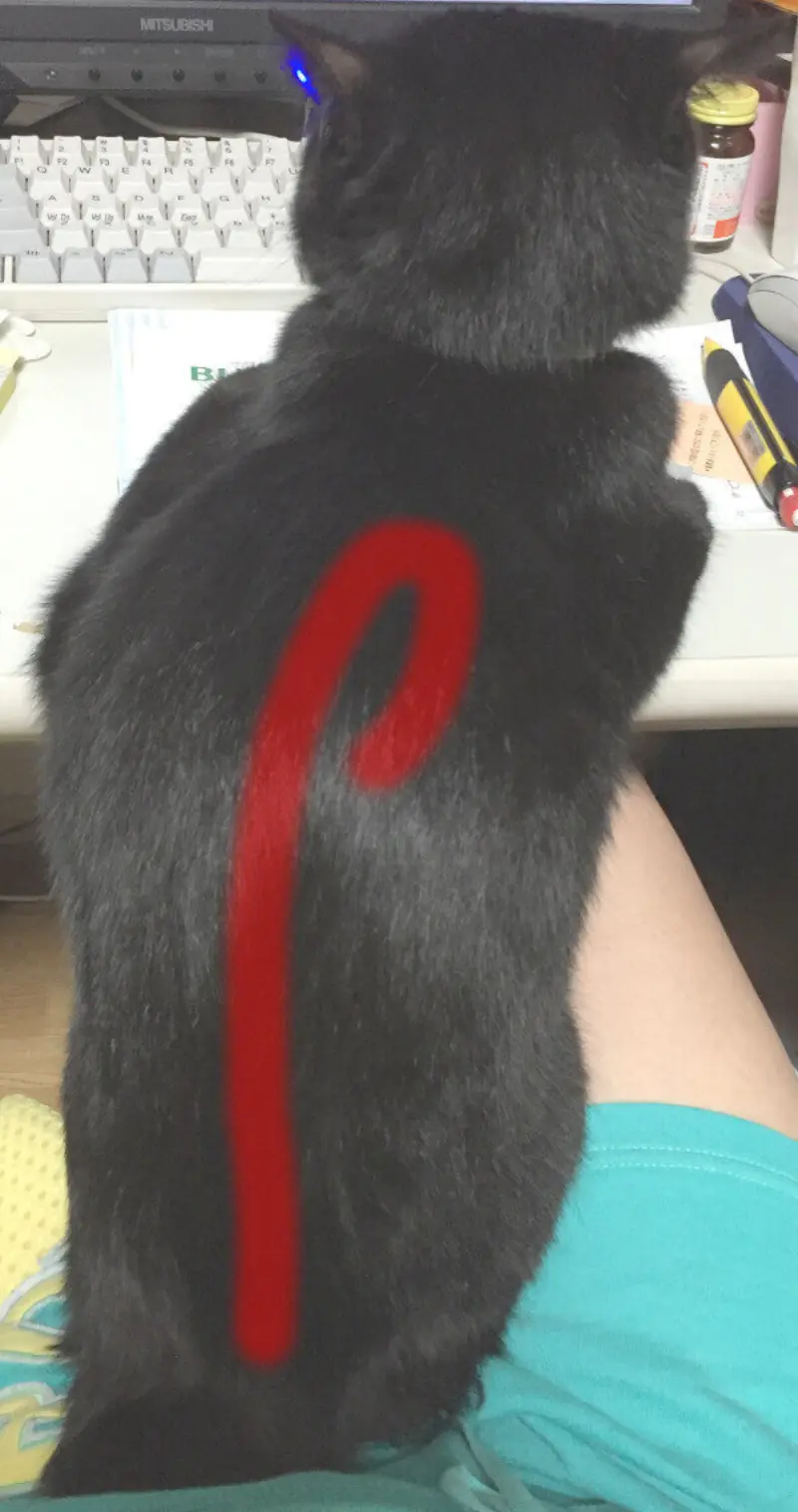 猫が便秘するとこんなになるの？というレントゲンのイメージ画像