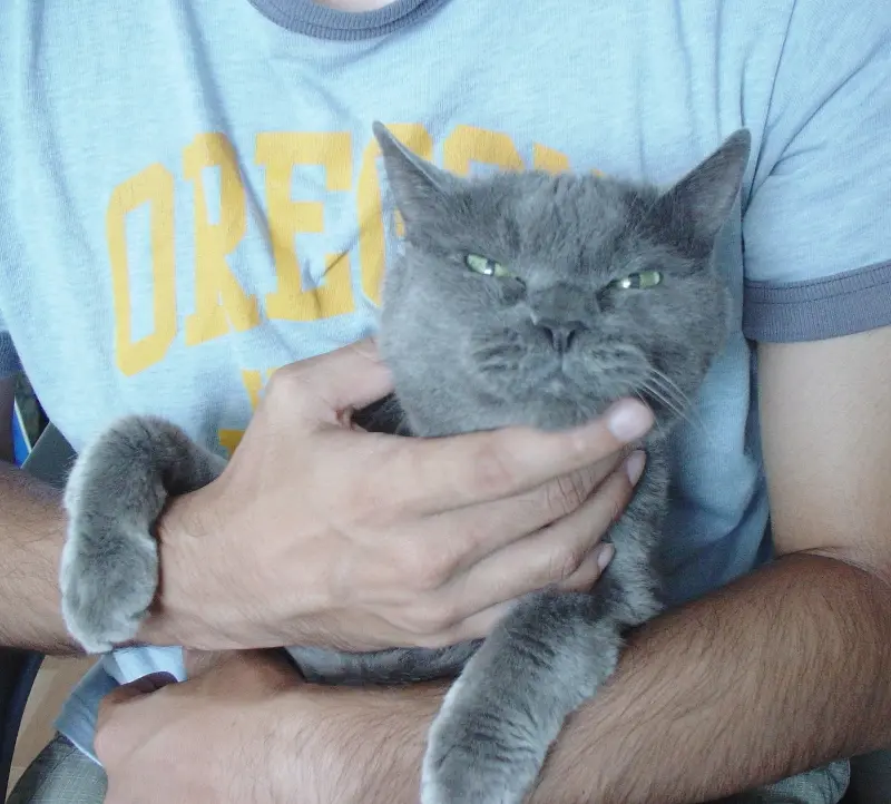 腎不全の猫と覚悟ができないマミの話