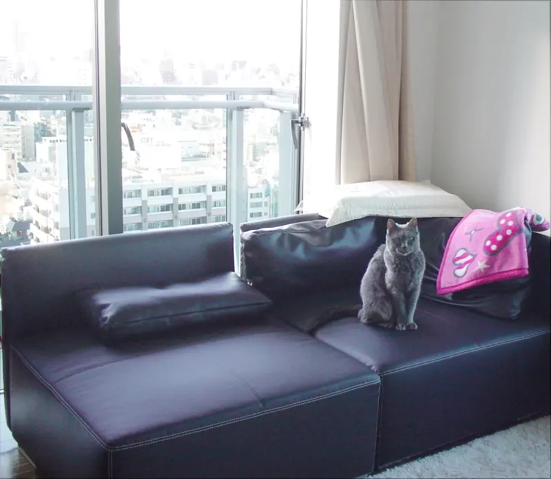 猫は家につくって本当かな？（ワタシは違ったよ！）