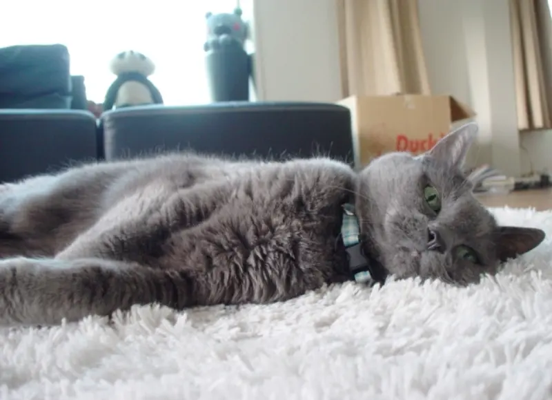 猫手のご長寿猫紹介コーナーは偉大だったニャ〜