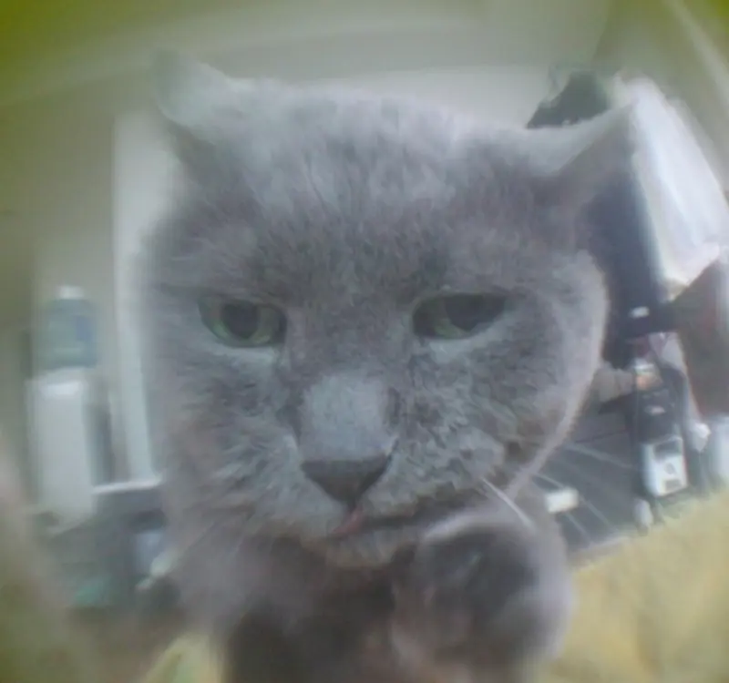 猫を飼ってる人の引越ってとても大変なのニャ…