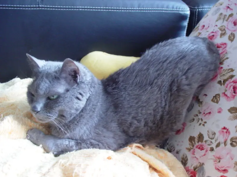 動物病院の思い出-1