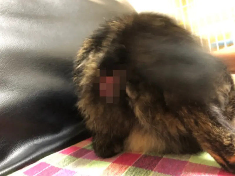 今回の発端となったお尻の傷