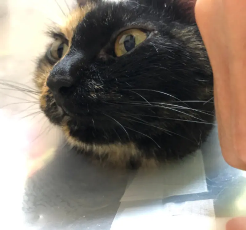 コロナ禍がこんな形で猫の健康を害するとは！