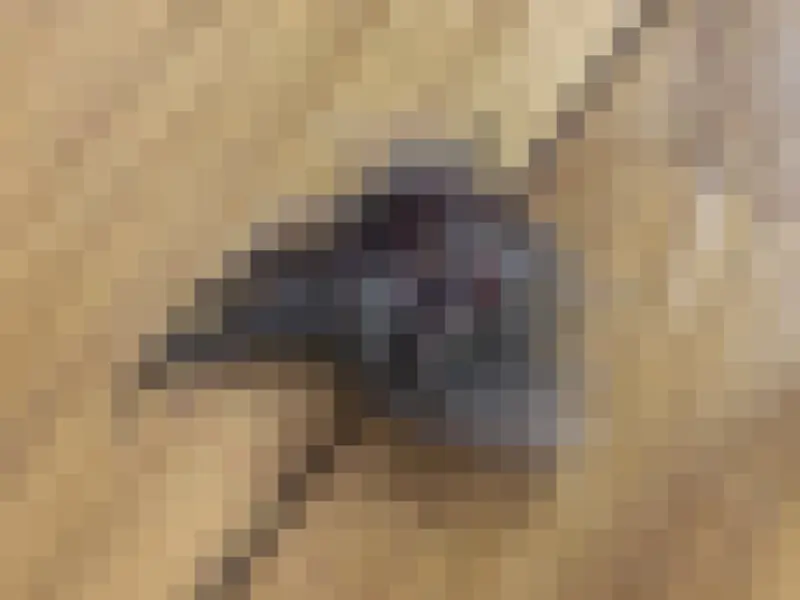 取れたかさぶた