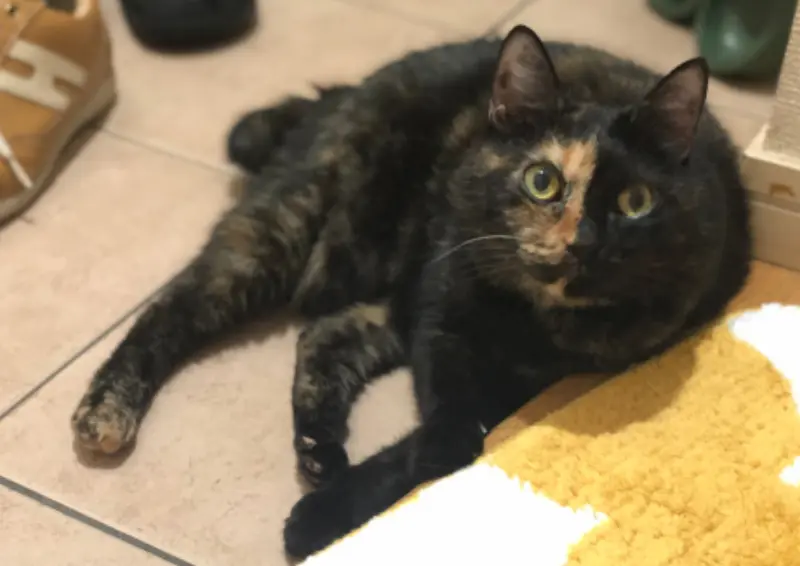 さび猫エルは玄関がお気に入り